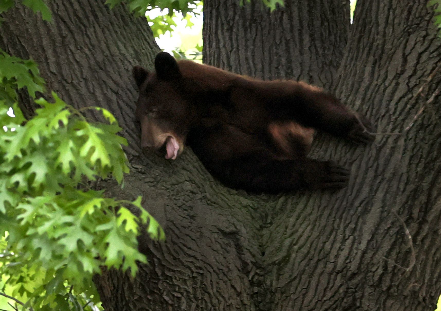 Bear roaming St. Louis County shot with a tranquilizer